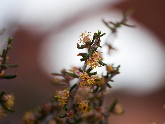 Narrowleaf Mountain Mahogany Flower