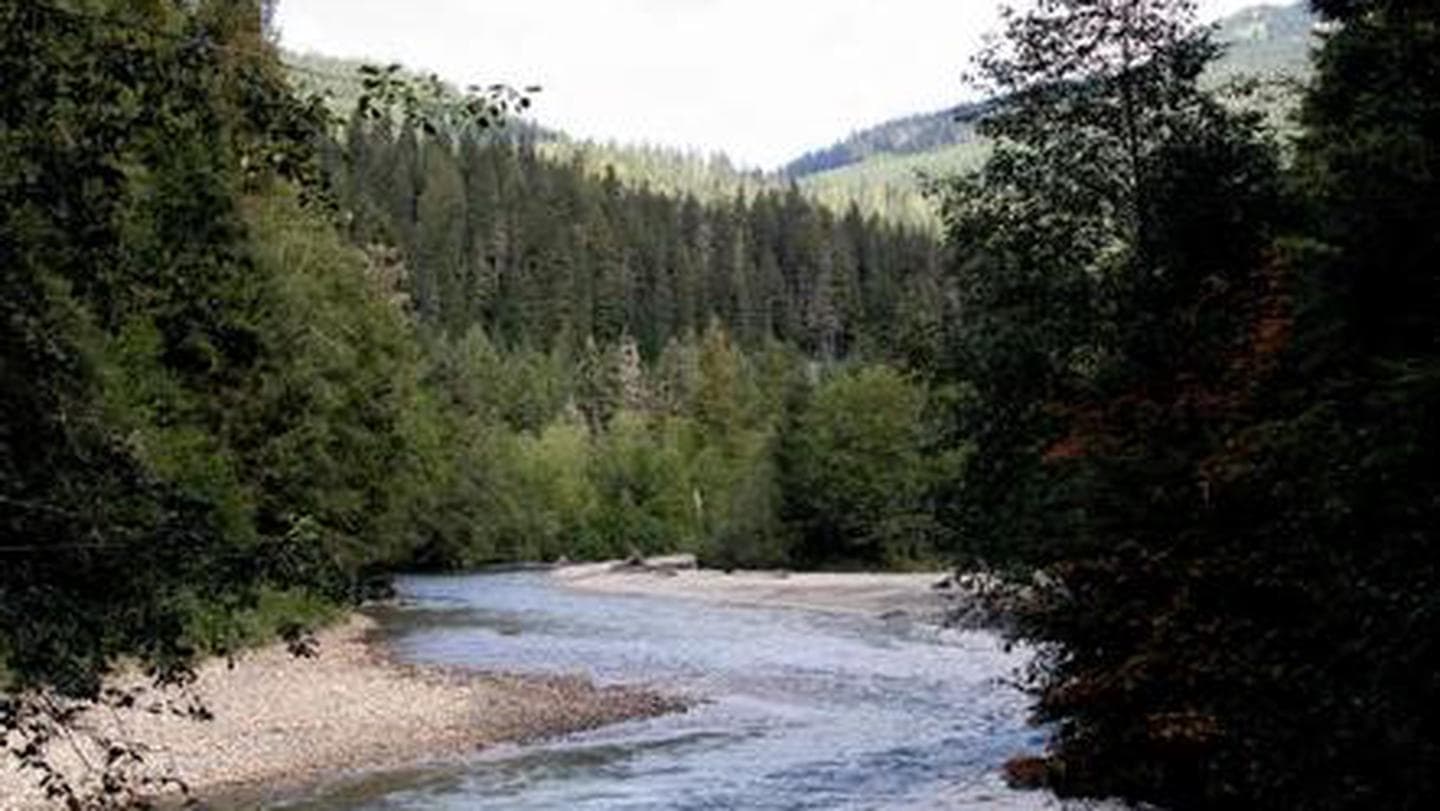 Silver Fir river view