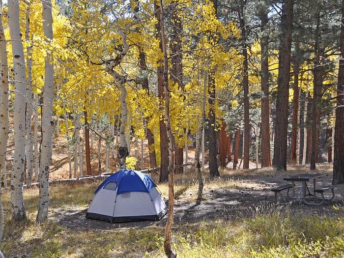 Tent set up at campsite surrounded by golden aspen trees