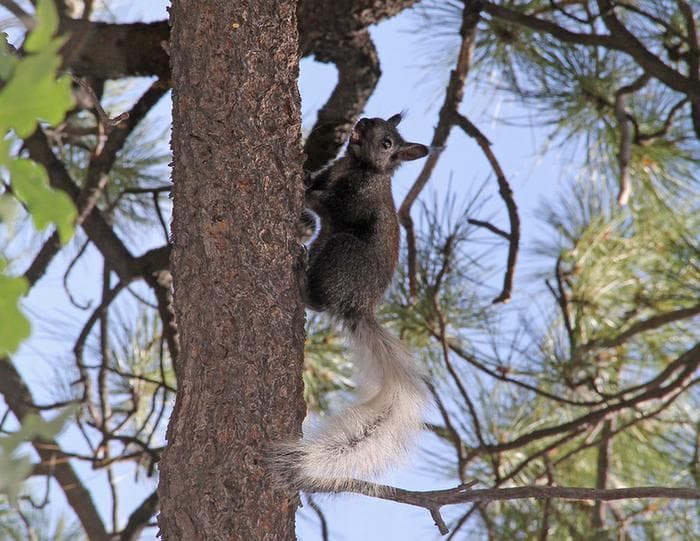 Gray squirrel with white tail and ears has food in its mouth while climbing a tree