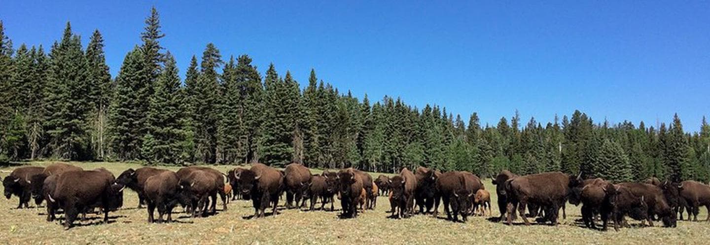 A herd of bison grazing in a North Rim meadow