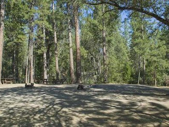 Picnic tables and fire rings at campsites in a forest grove