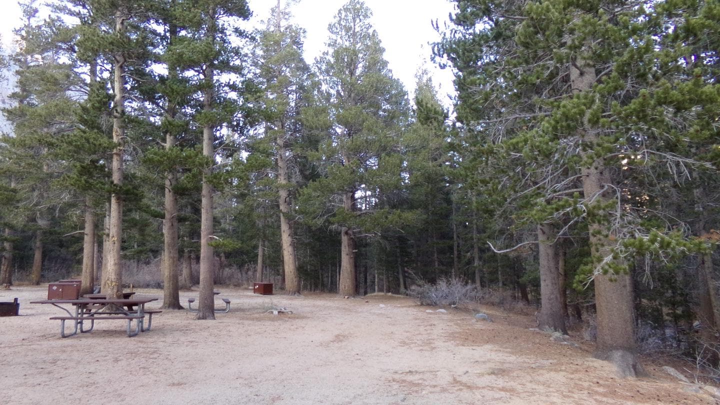 Several picnic tables and metal bear boxes in a grove of trees