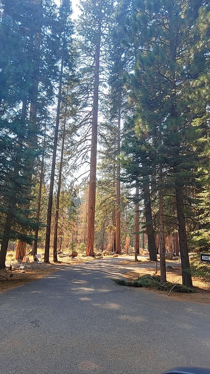 Beautiful Tall Conifers At Almanor South Campground