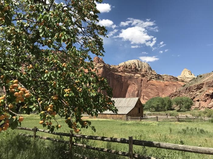 An apricot tree with red cliffs and Pendleton barn in the background