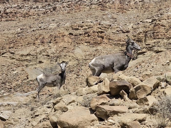 Bighorn sheep