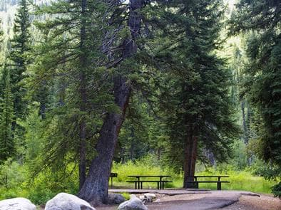 Spruces - Big Cottonwood